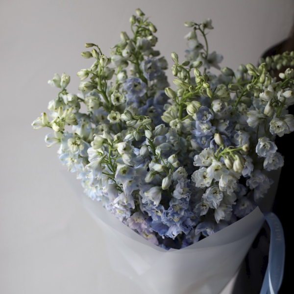 Skyblue Delphinium Skyblue Delphinium - 19 дельфиниумов
