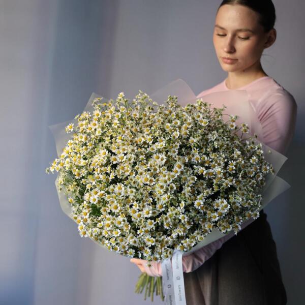 Chamomile - 75 ромашек