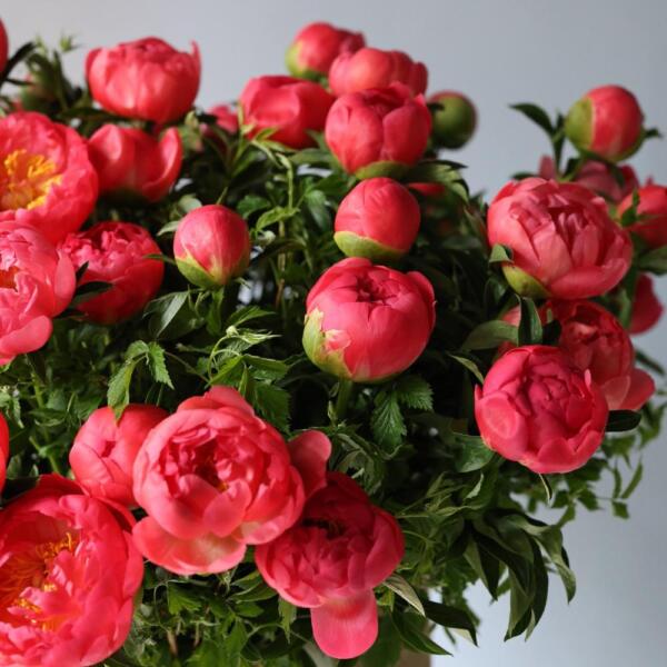 Basket of bright Peonies