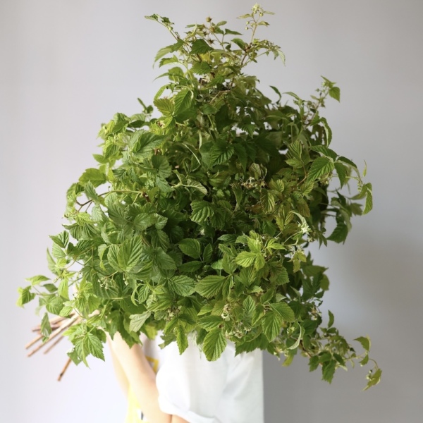 Greenery on a florist taste - Малина, S