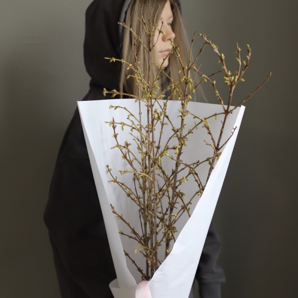 Forsythia -  9 веток форзиции 