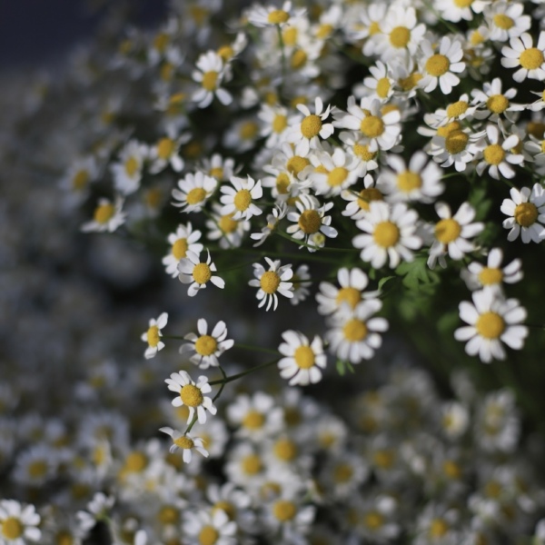 Flower set of Chamomiles