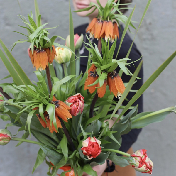 Fritillaria with Tulips - Размер M