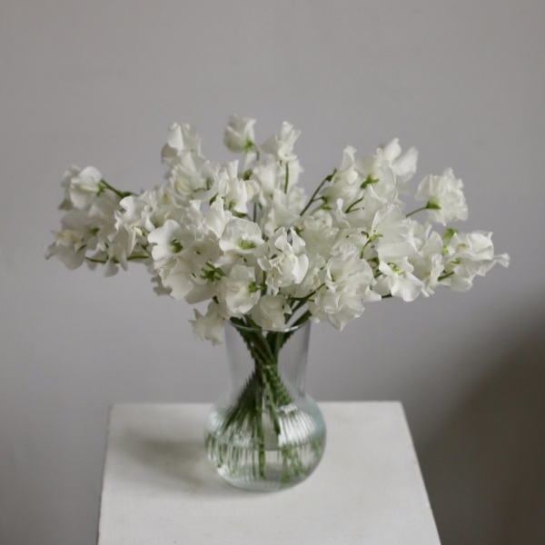 Sweet Pea in a vase - 29 горошков (ваза может отличаться)