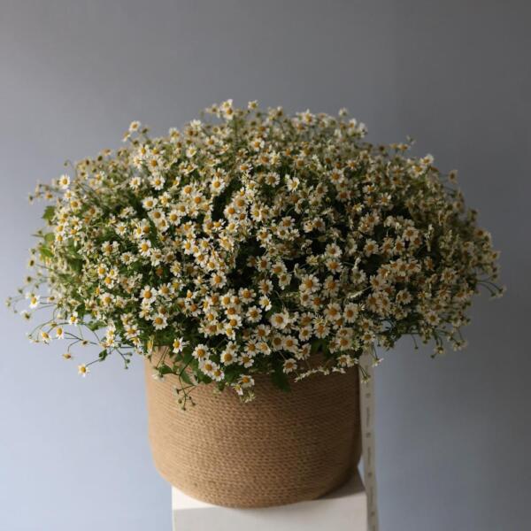 Basket of Spray Chamomile - Размер L