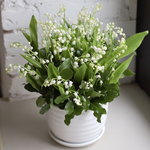 Lily of the Valley in a ceramic pot -  49 ландышей 