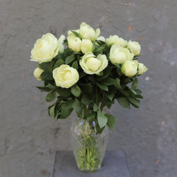 Lemon Peonies in a vase - 19 пионов