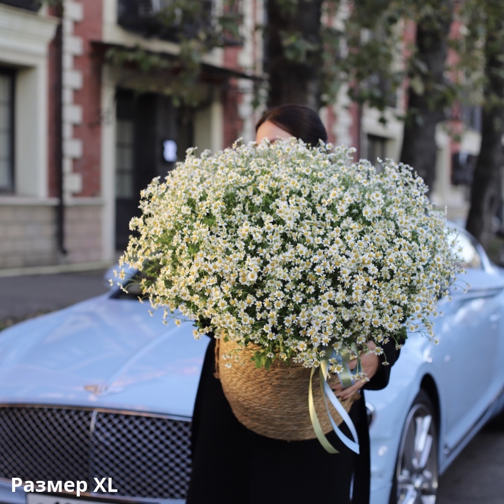 Basket of Spray Chamomile Basket of Spray Chamomile -  Размер ХL