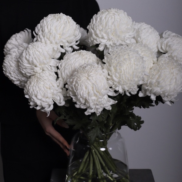 Large Chrysanthemum in a vase - 19 хризантем
