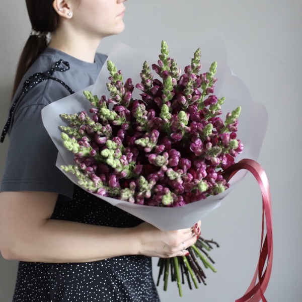 Burgundy Snapdragon - 39 львиных зевов