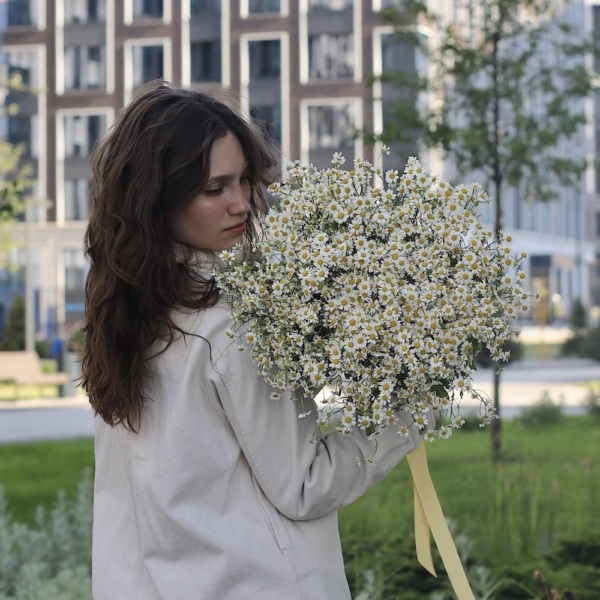 Chamomile - 49 ромашек
