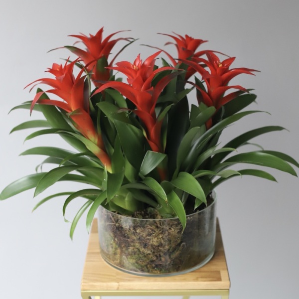 Guzmania