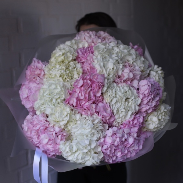 Colombian Hydrangeas - 25 гортензий