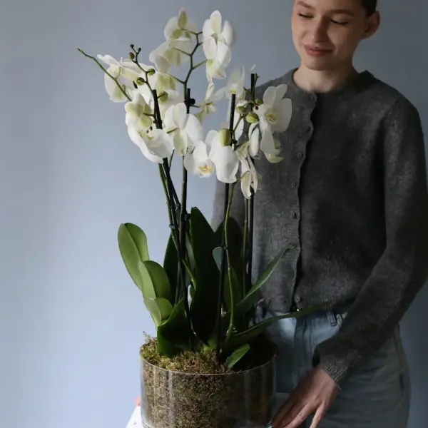 Orchid arrangement in a vase
