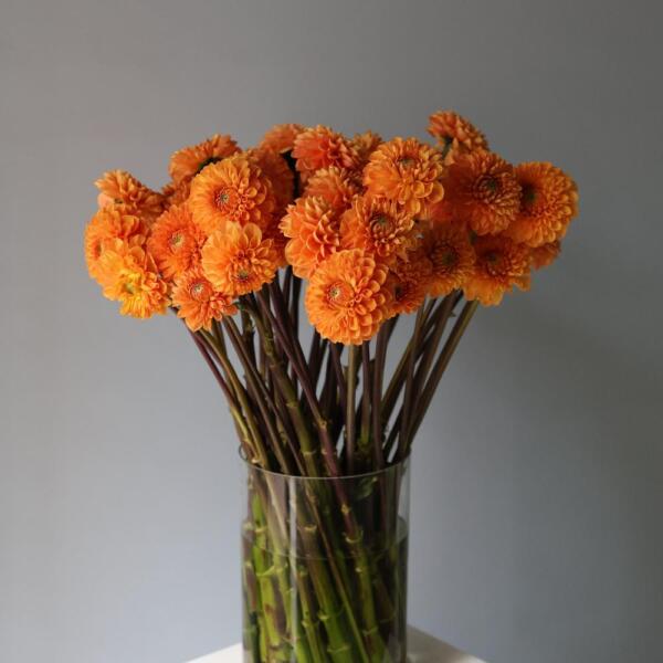 Dahlias in a vase - 39 георгин