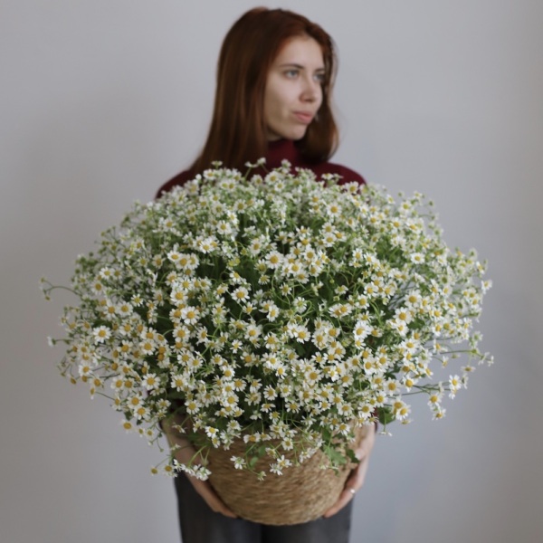 Basket of Spray Chamomile - Размер M