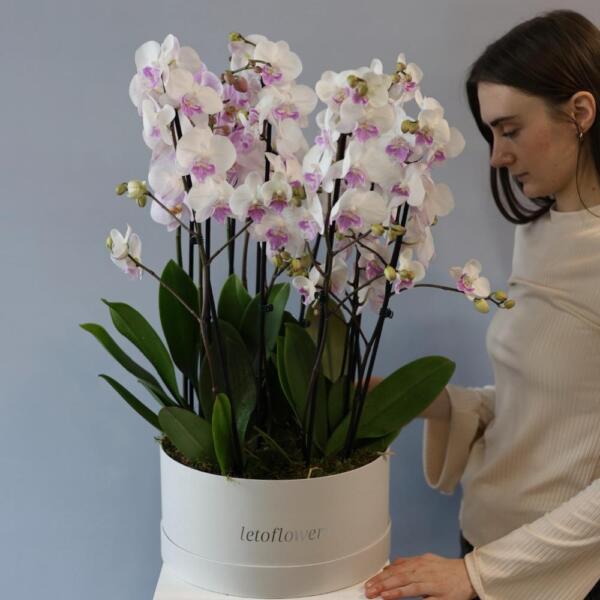 Orchid  in a hat box - Размер L