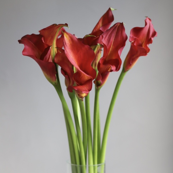 Calla Lilies in a vase -  9 калл 