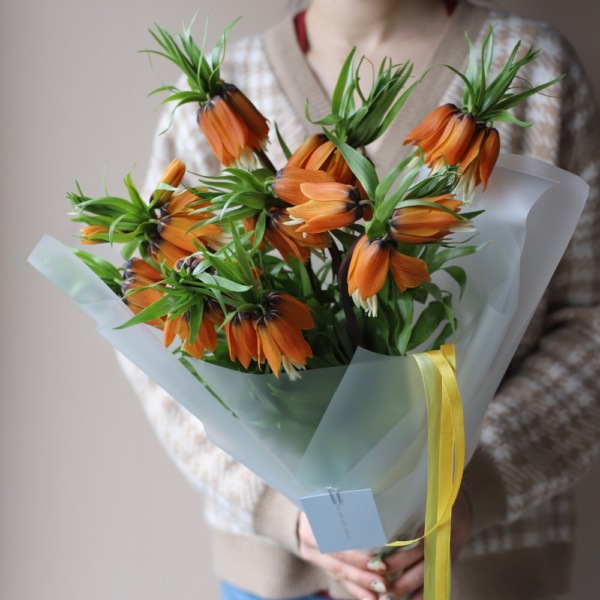 Orange Fritillaria - 9 фритиллярий