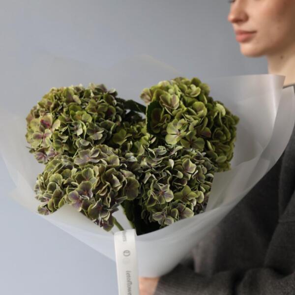 Green Hydrangea - 5 гортензий