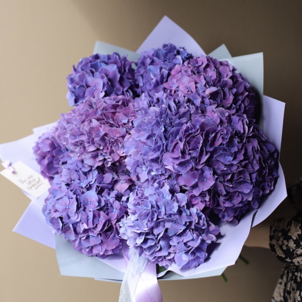 Purple Hydrangea - 9 гортензий