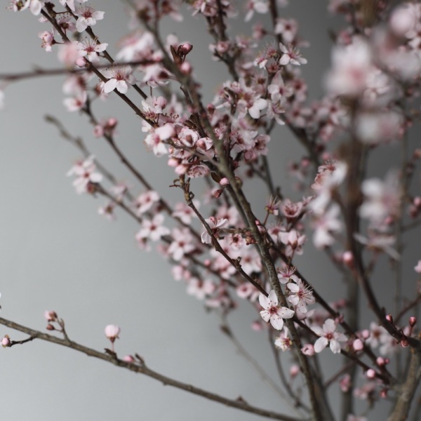 Prunus