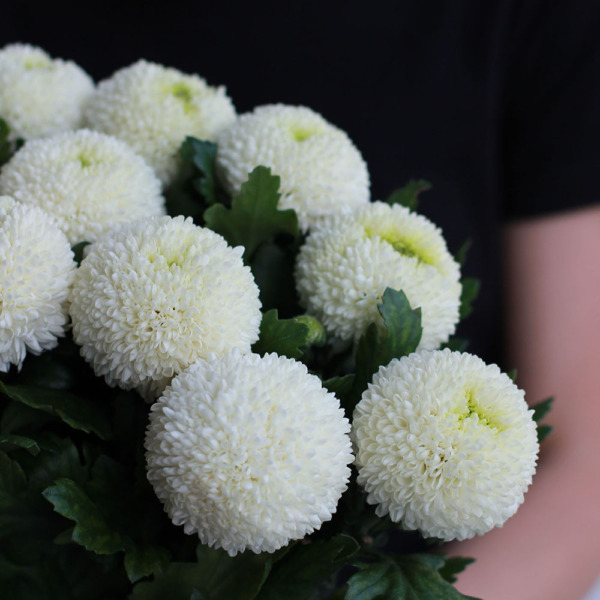 White Chrysanthemum