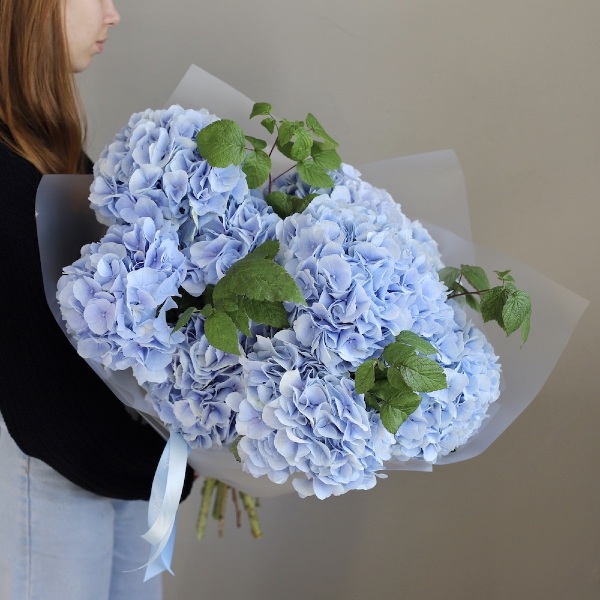 Skyblue Hydrangea - 5 гортензий 