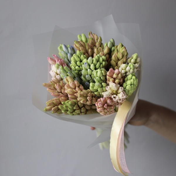 Mixed color hyacinthus - 25 гиацинтов 