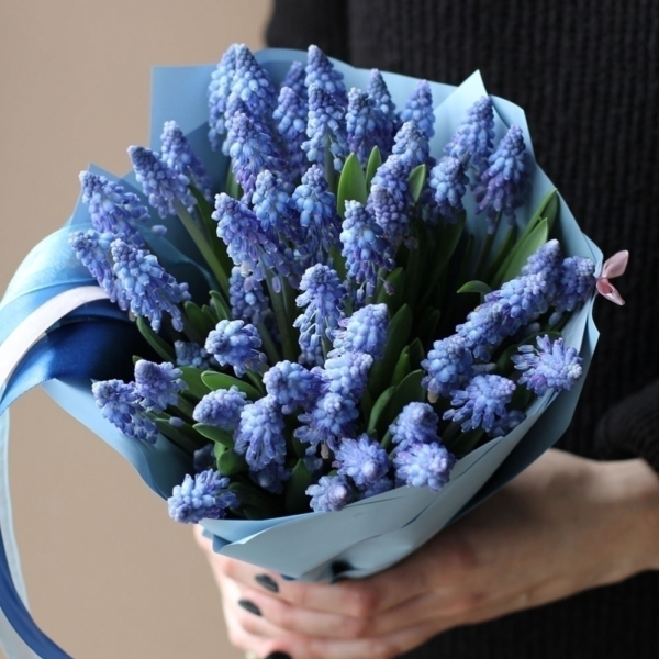 Blue Muscari - 50 мускари 