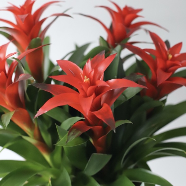 Guzmania