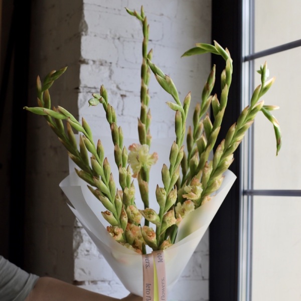 Yellow Gladiolus - 9 гладиолусов