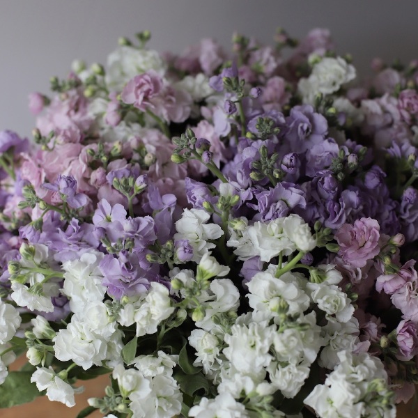 Spray Stock in a vase