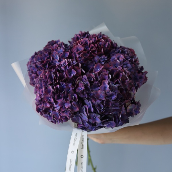 Purple Hydrangea - 5 гортензий