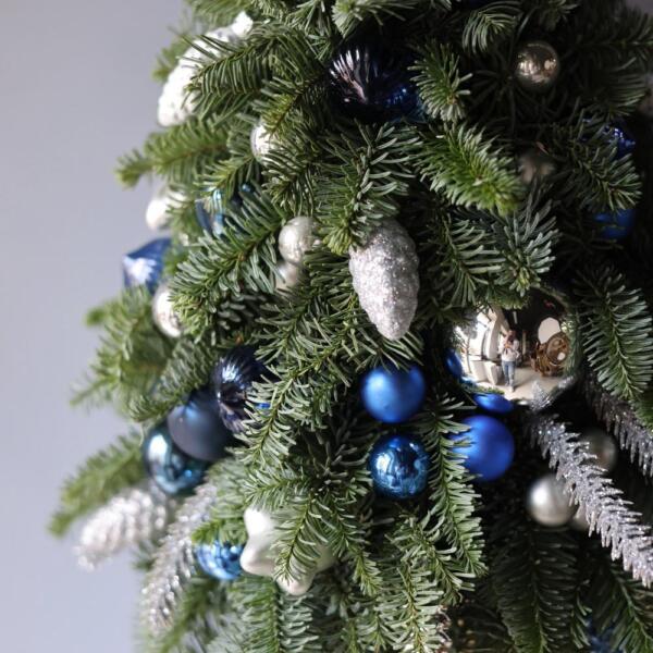 Mini Christmas Tree 'Blue frost'