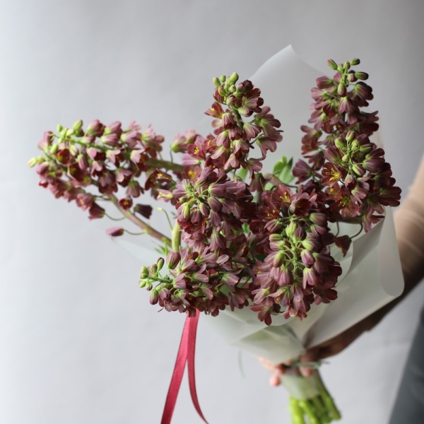 Purple Fritillaria - 9 фритиллярий 