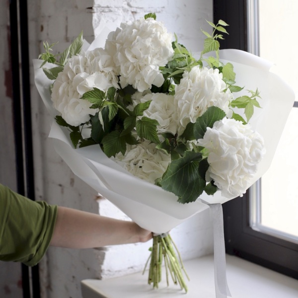 White Hydrangea - 7 гортензий с зеленью