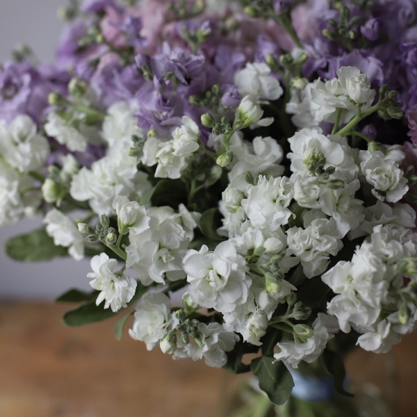 Spray Stock in a vase