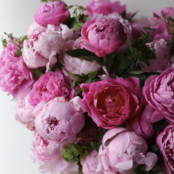 Pink Peonies in a basket 