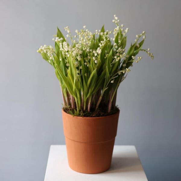 Lily of the Valley in a ceramic pot - 49 ландышей