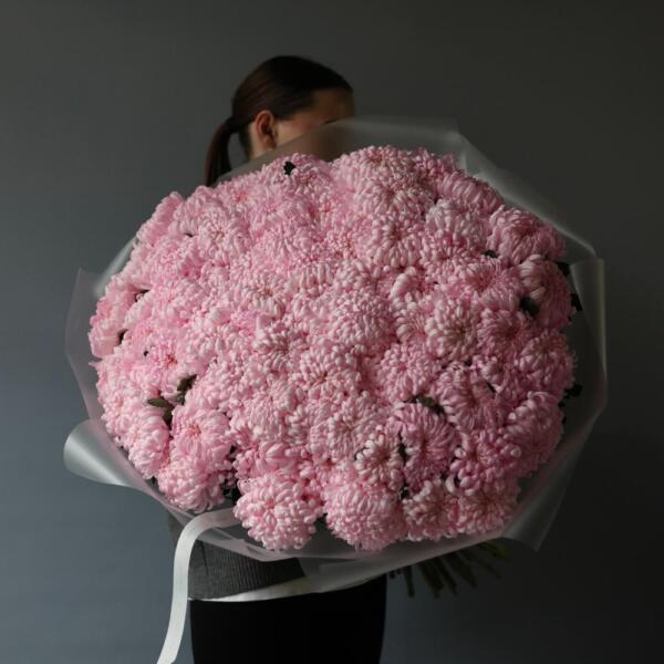 Large pink Chrysanthemum - 75 хризантем