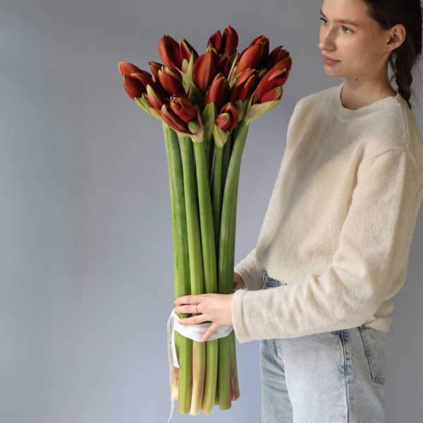 Red Amaryllis -  15 Амариллисов