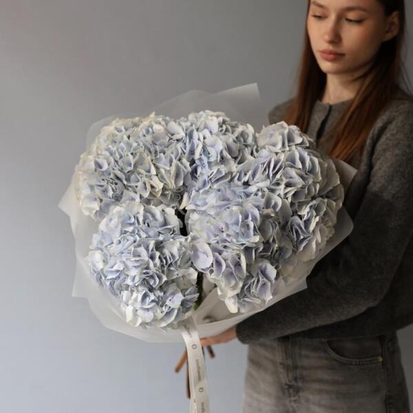 Skyblue Hydrangea - 5 гортензий