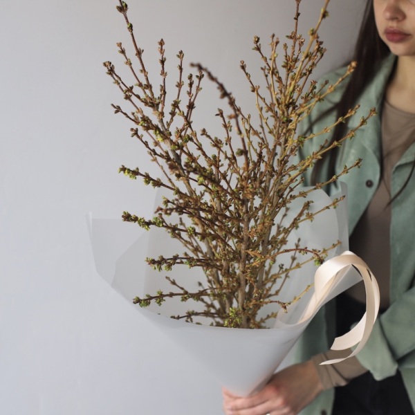 Forsythia - 9 веток форзиции