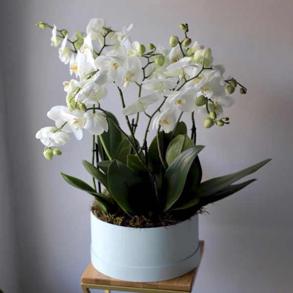 Orchid  in a hat box - Размер L