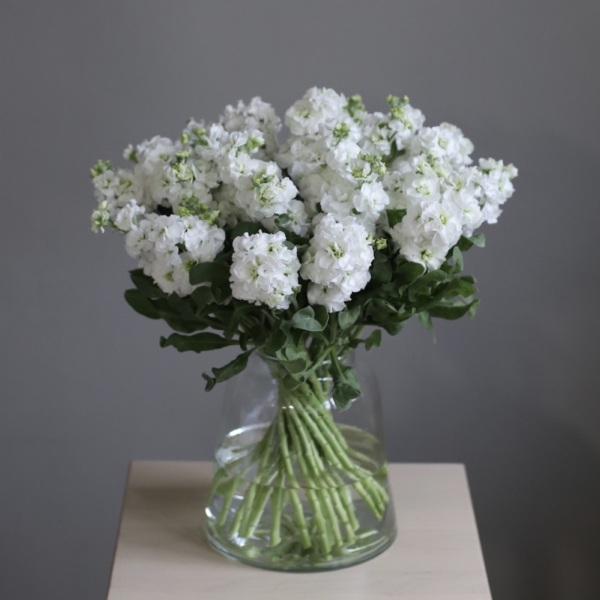 Stock in a vase - 29 маттиол