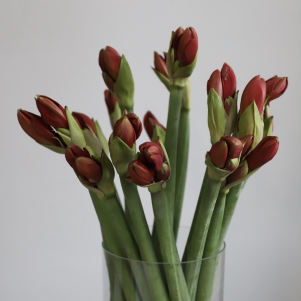 Amaryllis in a vase -  19 амариллисов 