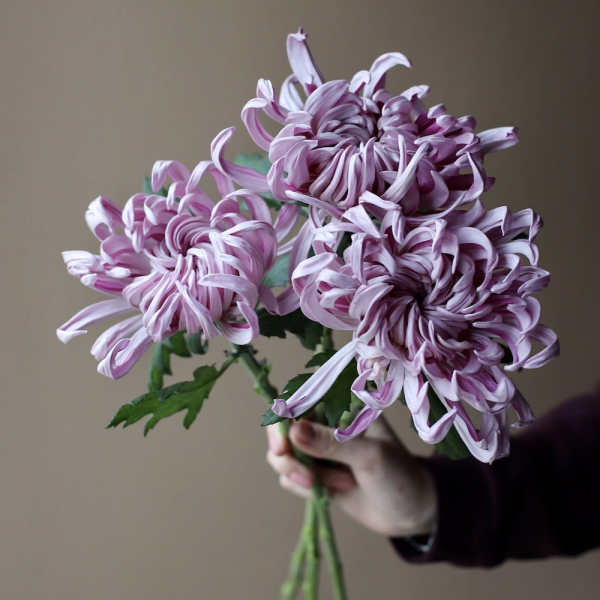 Curly lilac Chrysanthemum