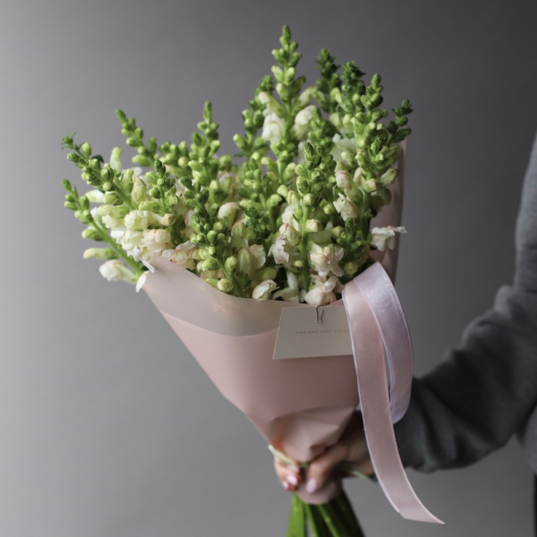 “White Snapdragon”