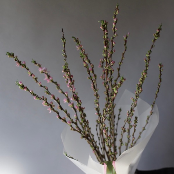 Prunus - 19 веток прунуса